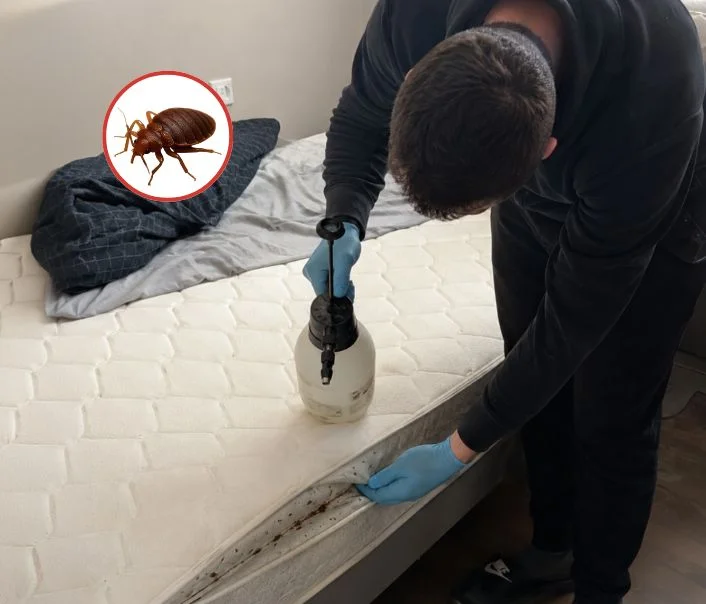 Technicien traitant un matelas contre les punaises de lit à Arnouville